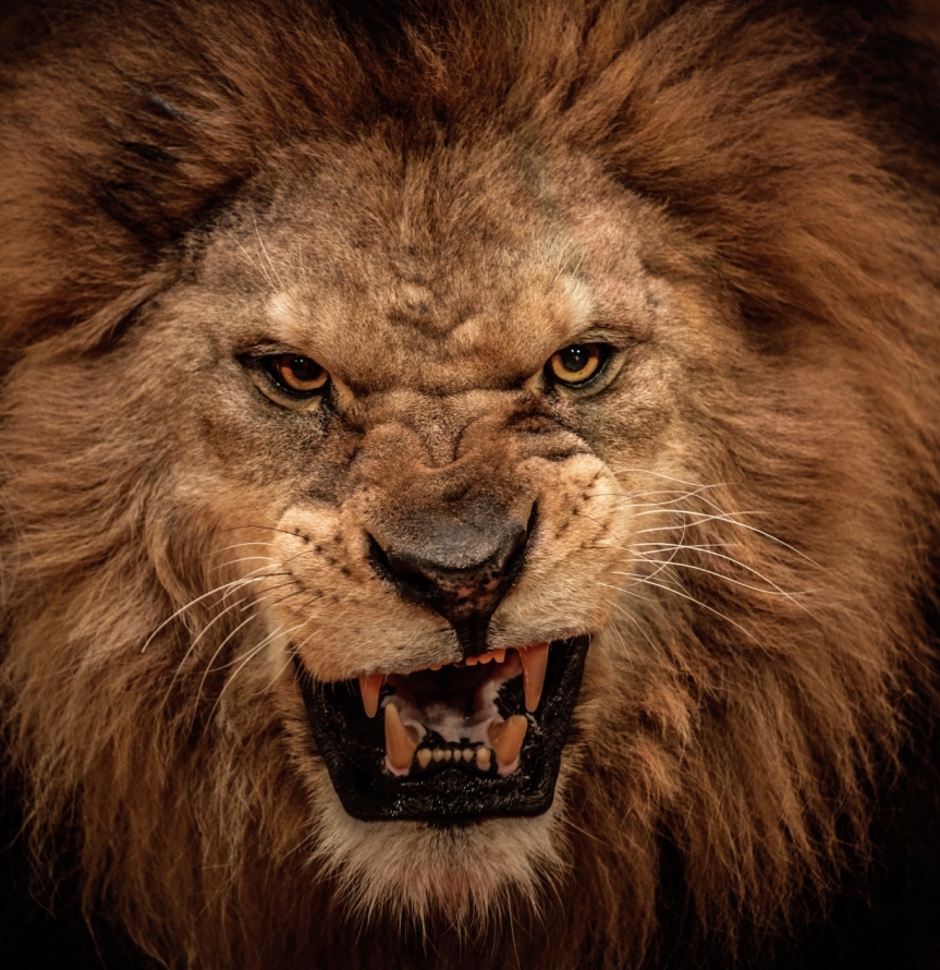 Lion-Hostility.jpg